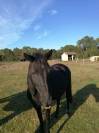 Adoption - Diamanté, Cheval ONC - 21 ans - Refuge Epona