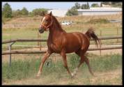 Sibelle ponette 1m47