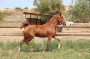 Sibelle ponette 1m47