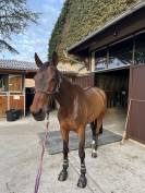 Jument 9ans (kannan x Drakkar des Hutins) potentiel 145