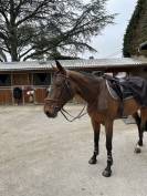 Jument 9ans (kannan x Drakkar des Hutins) potentiel 145