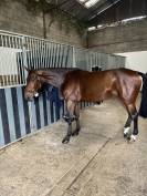 Jument 9ans (kannan x Drakkar des Hutins) potentiel 145