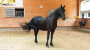 Chevaux frisons à vendre 