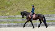 Chevaux frisons à vendre 