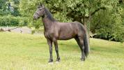 Chevaux frisons à vendre 