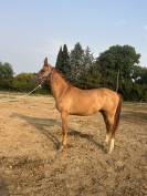 Poney Ed Sheran