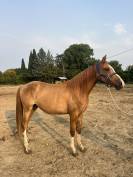 Eskonig, poney BWP