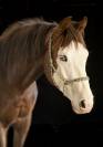 Magnifique quarter horse de 3 ans débourré reining 