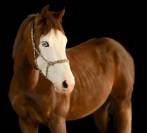 Magnifique quarter horse de 3 ans débourré reining 