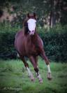 Magnifique quarter horse de 3 ans débourré reining 