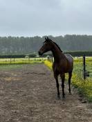 Hongre pur-sang 5 ans 