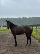Hongre pur-sang 5 ans 