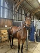 Hongre pur-sang 5 ans 
