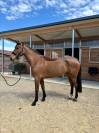 Caballo castrado AES Anglo European Studbook En venta 2021 Bayo por GIORGIO DE LA BATIA