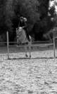 Location poney fjord de 16ans (85)