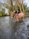 Location poney fjord de 16ans (85)