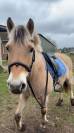 Location poney fjord de 16ans (85)