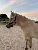Location poney fjord de 16ans (85)