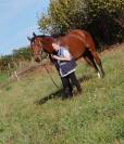 Vends hongre AA 10 ans 