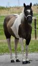 Cavalla Paint Horse In vendita 2015 Paint
