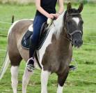 Cavalla Paint Horse In vendita 2015 Paint