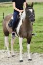 Cavalla Paint Horse In vendita 2015 Paint