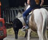 Cavalla Paint Horse In vendita 2015 Paint