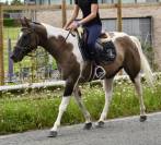 Cavalla Paint Horse In vendita 2015 Paint