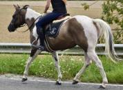 Cavalla Paint Horse In vendita 2015 Paint