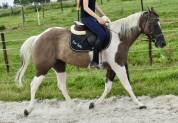 Cavalla Paint Horse In vendita 2015 Paint
