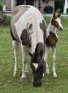 Cavalla Paint Horse In vendita 2015 Paint