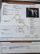 Cavalla Paint Horse In vendita 2015 Paint