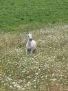 Ruin Welsh Pony (Section C) Half pension 2008 Schimmel