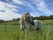 Ruin Welsh Pony (Section C) Half pension 2008 Schimmel