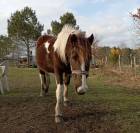 Adoption - Pomme, Ponette ONC - 24 ans - Refuge Epona