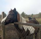 Adoption - Pomme, Ponette ONC - 24 ans - Refuge Epona