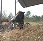 Adoption - Pomme, Ponette ONC - 24 ans - Refuge Epona