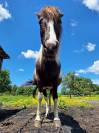 Adoption - Pomme, Ponette ONC - 24 ans - Refuge Epona