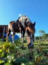 Adoption - Pomme, Ponette ONC - 24 ans - Refuge Epona