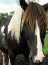 Adoption - Pomme, Ponette ONC - 24 ans - Refuge Epona