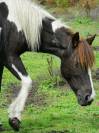Adoption - Pomme, Ponette ONC - 24 ans - Refuge Epona