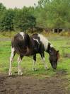 Adoption - Pomme, Ponette ONC - 24 ans - Refuge Epona