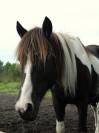 Adoption - Pomme, Ponette ONC - 24 ans - Refuge Epona