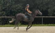 Beau Hongre Gris 4 ans