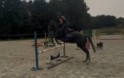 Beau Hongre Gris 4 ans