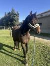 LOUSTIC DE LA PLANÈZE  - Poney à vendre 