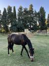 LOUSTIC DE LA PLANÈZE  - Poney à vendre 