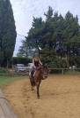 LOUSTIC DE LA PLANÈZE  - Poney à vendre 