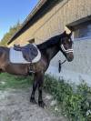 LOUSTIC DE LA PLANÈZE  - Poney à vendre 