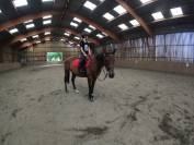 Cheval à vendre
